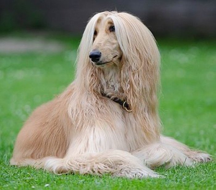 Afghan Hound, also called Tazi