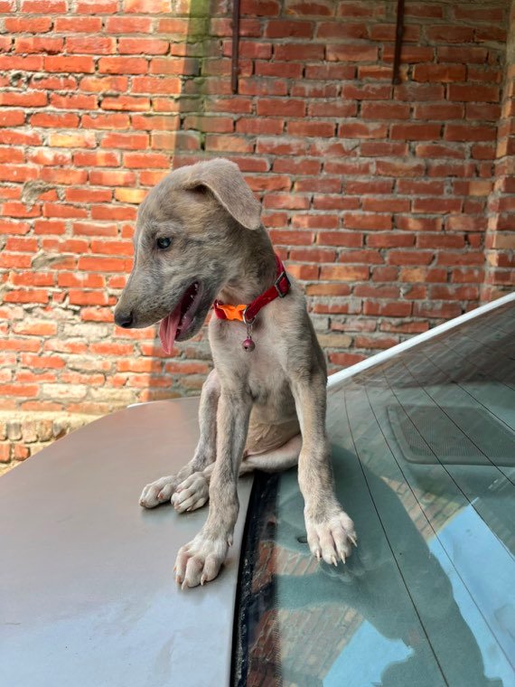 Brox, a Rampur Hound