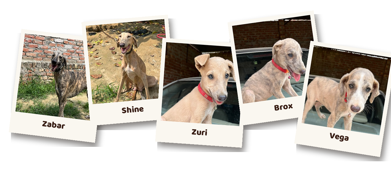 Zabar, Shine, Zuri, Brox and Vega — the Rampur Hound family