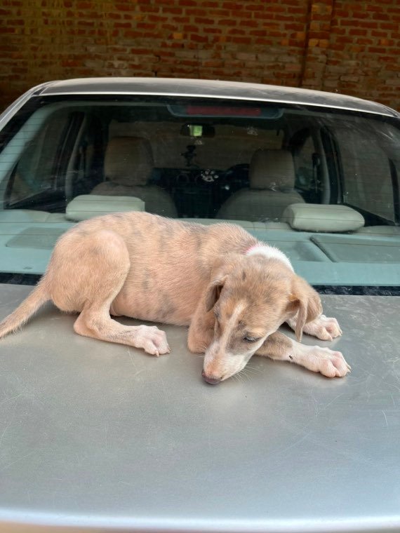 Vega, a Rampur Hound