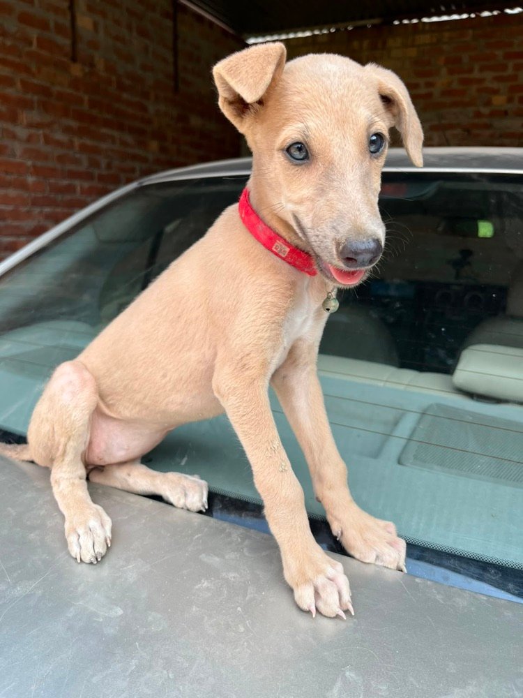 Zuri, a Rampur Hound